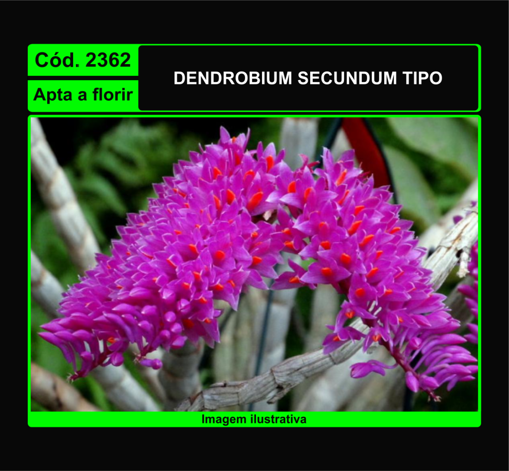 DENDROBIUM SECUNDUM TP 2362