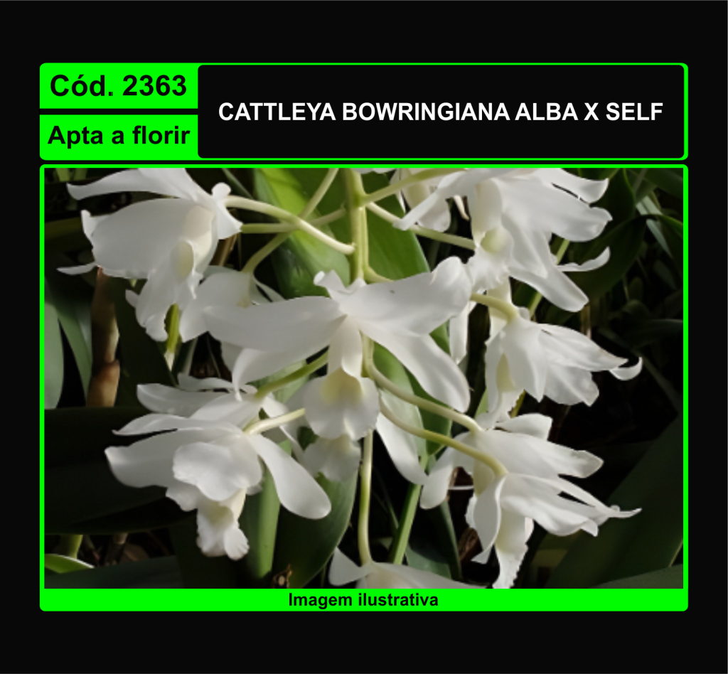 CATTLEYA BOWRINGIANA ALBA X SELF 2363