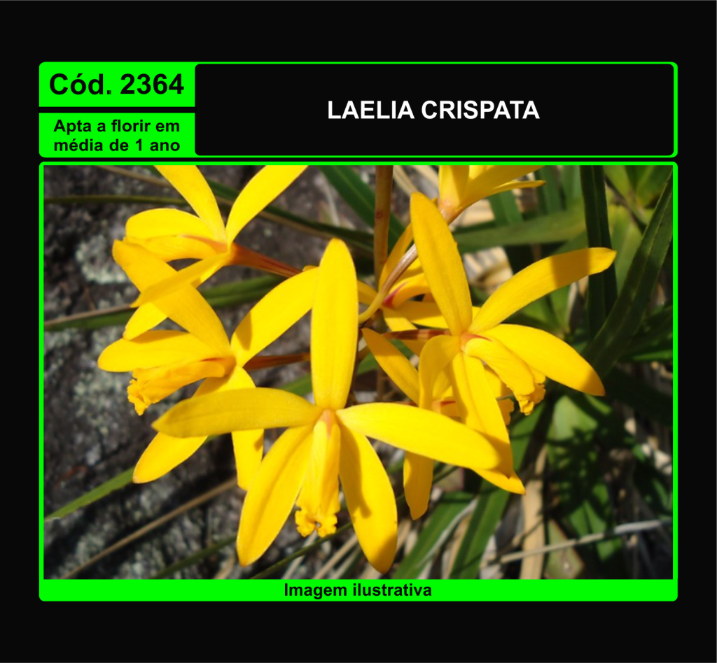 LAELIA CRISPATA PRÉ ADULTA 2364