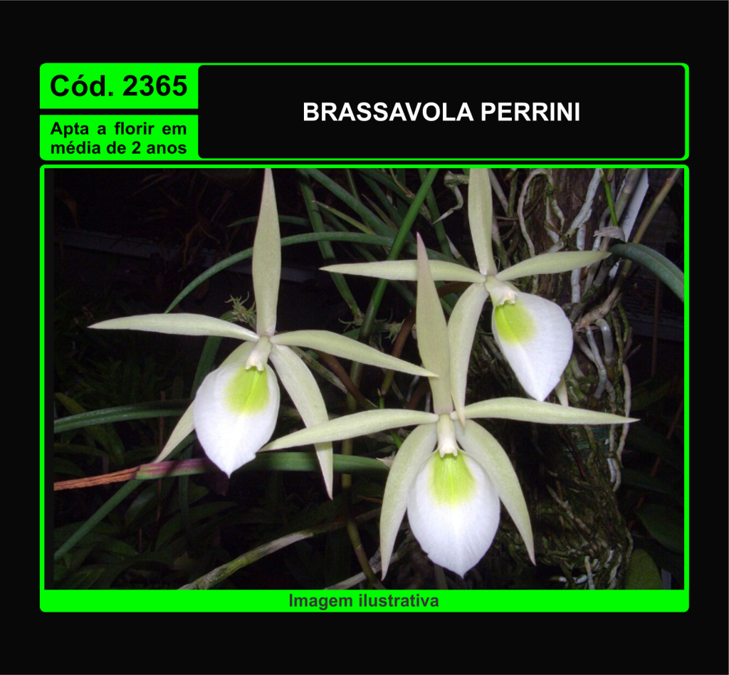 BRASSAVOLA PERRINI MUDA 2365