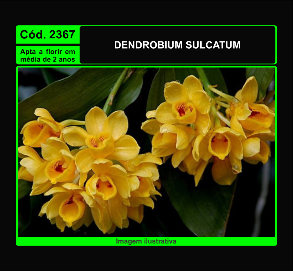 DENDROBIUM SULCATUM MUDA 2367