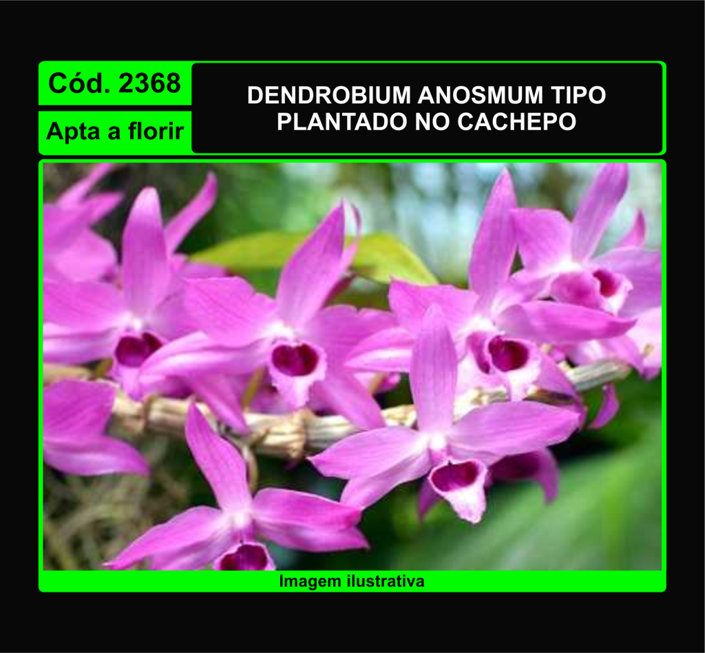 DENDROBIUM ANOSMUM TP CP 2368