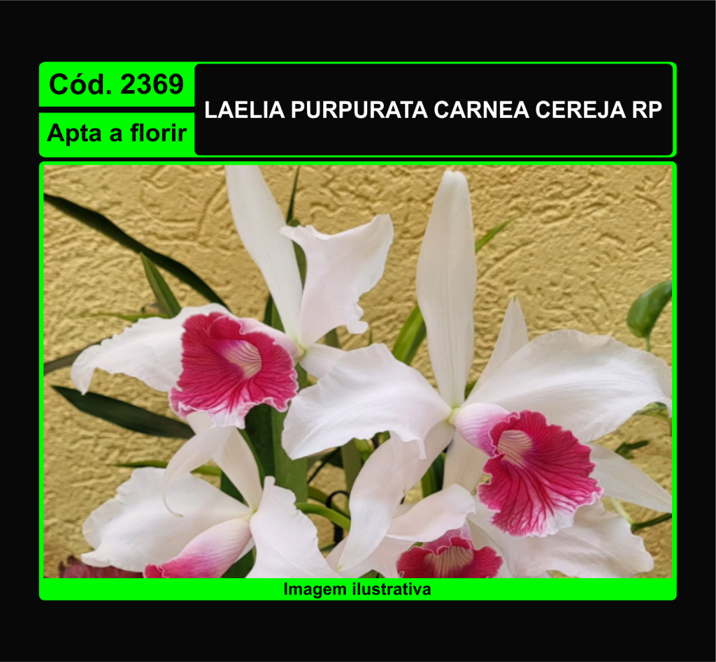 LAELIA PURPURATA CARNEA CEREJA RP 2369