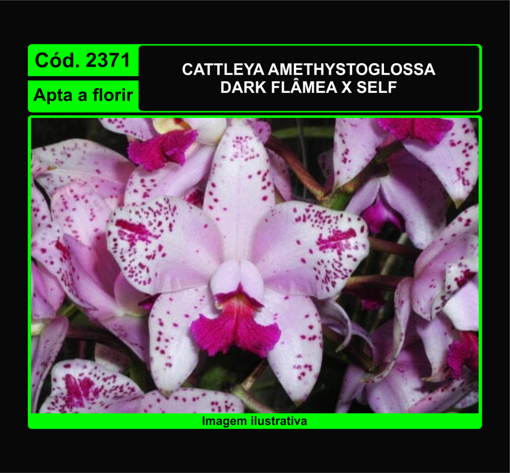CATTLEYA AMETHYSTOGLOSSA DARK FLAMEA X SELF 2371