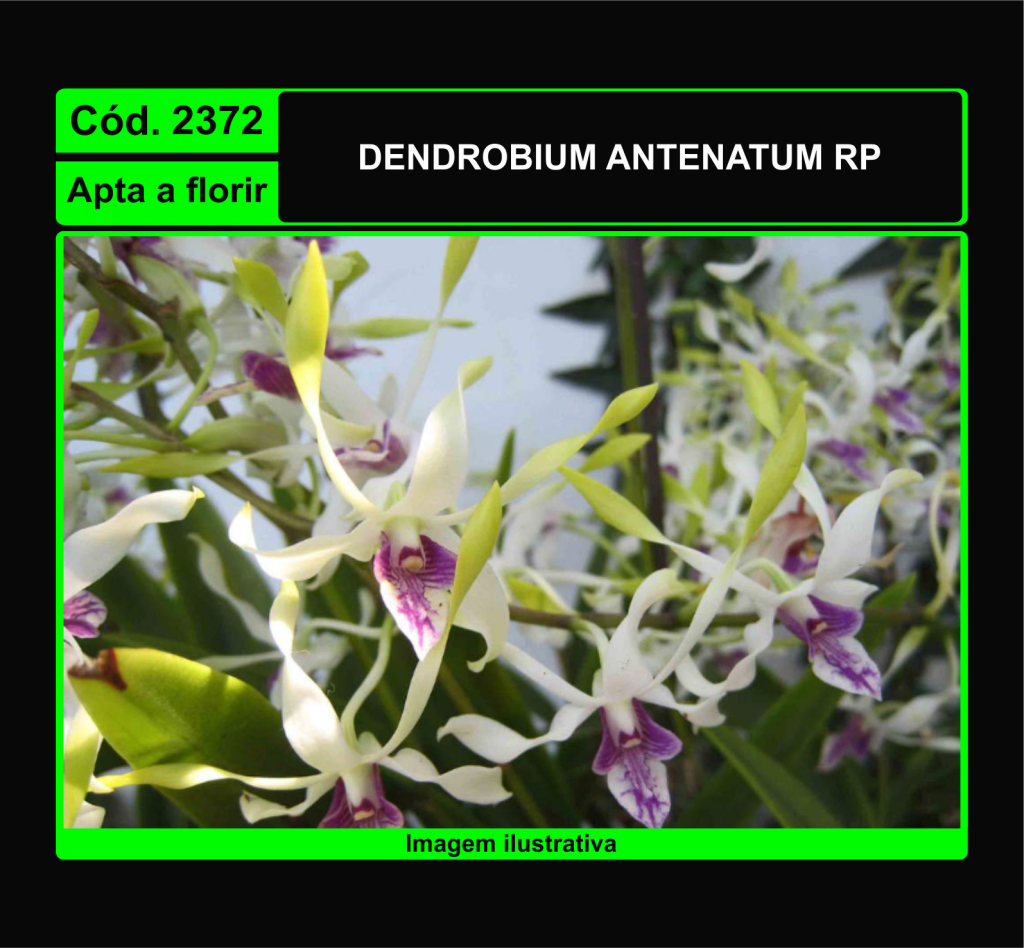 DENDROBIUM ANTENATUM RP 2372