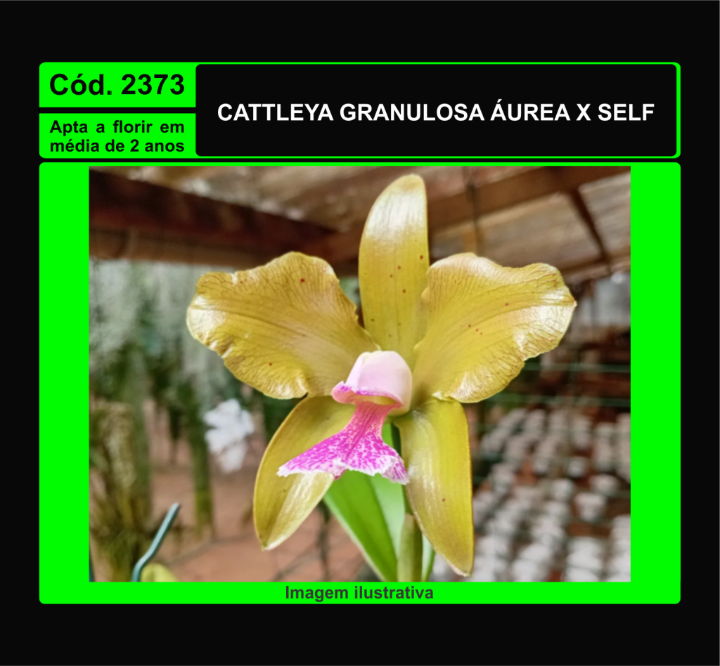 CATTLEYA GRANULOSA AUREA X SELF MUDA 2373