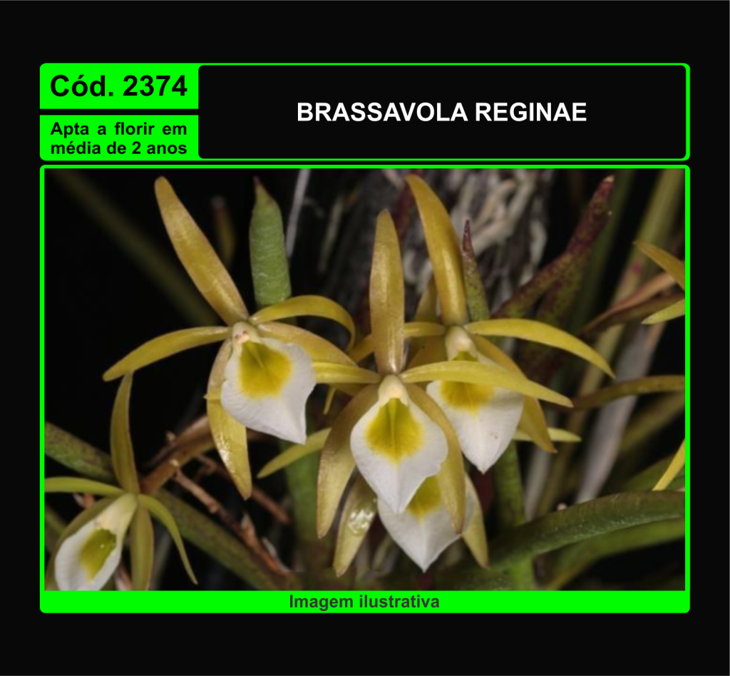 BRASSAVOLA REGINAE MUDA 2374