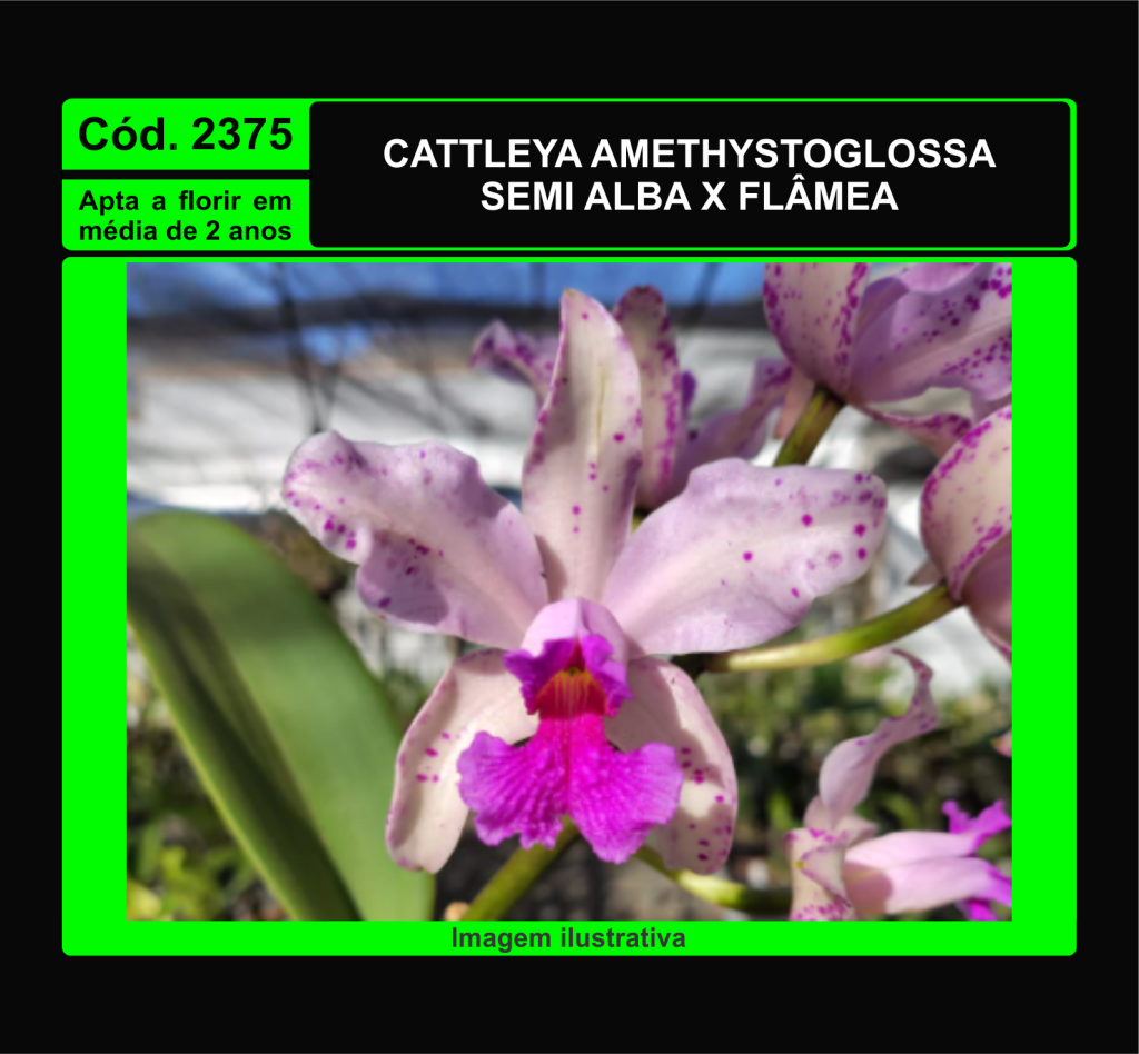 CATTLEYA AMETHYSTOGLOSSA S/A X FLAMEA MUDA 2375