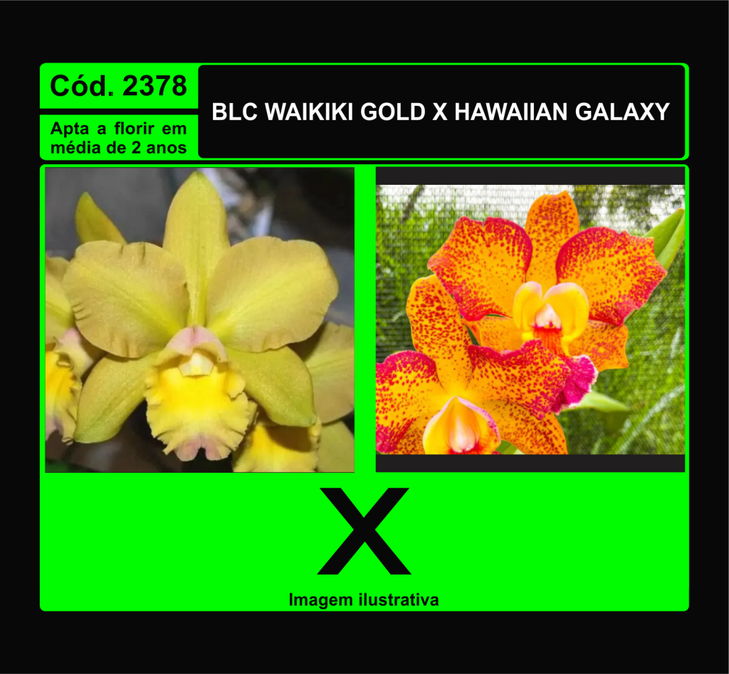 BLC WAIKIKI GOLD X HAWAIIAN GALAXY MUDA 2378