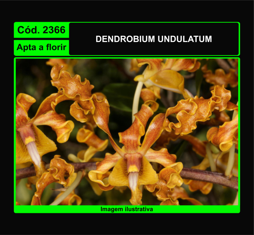 DENDROBIUM UNDULATUM 2366