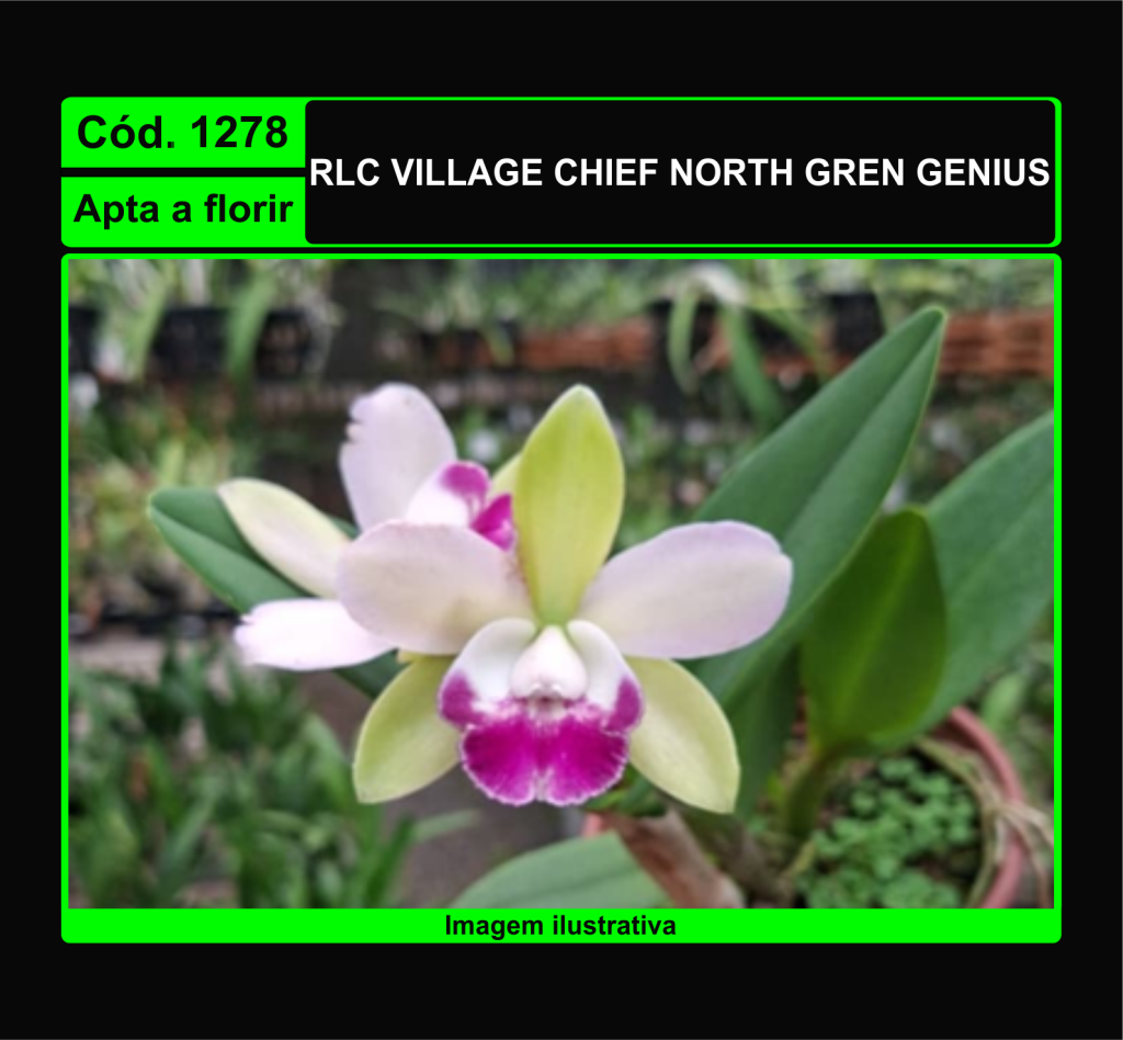 RLC VILLAGE CHIEF NORTH GREN GENIUS 1278