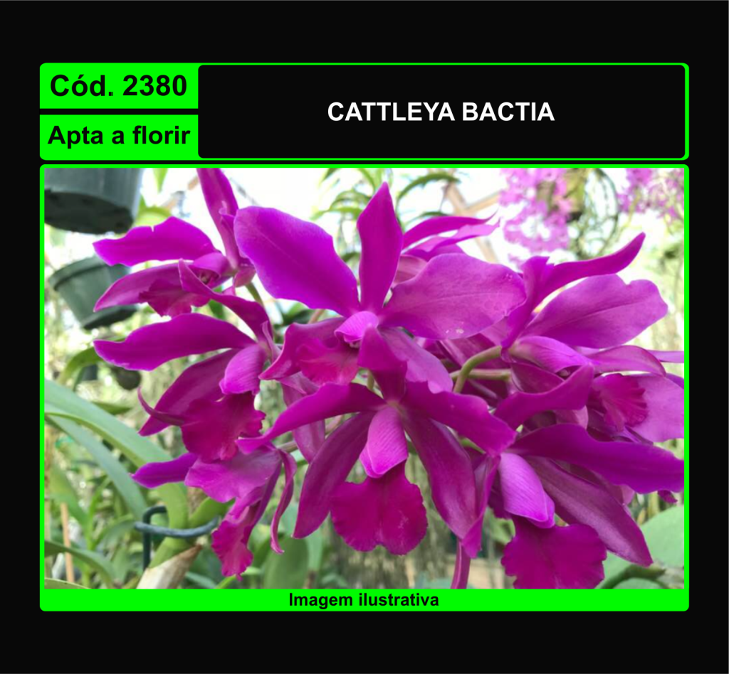 CATTLEYA BACTIA 2380