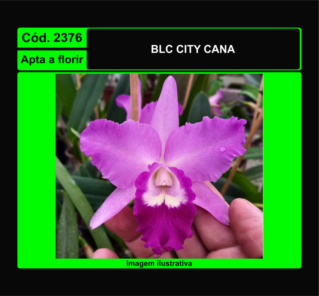 BLC CITY CANA 2376