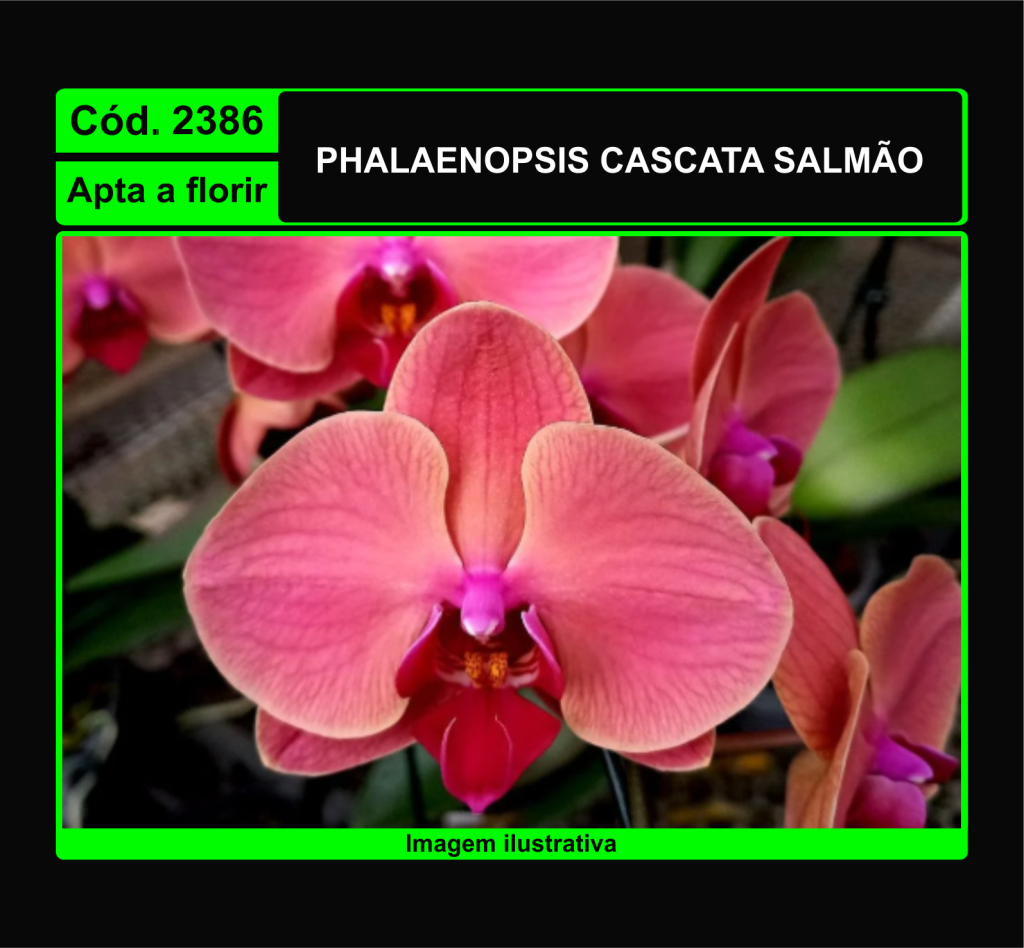 PHALAENOPSIS CASCATA SALMAO 2386