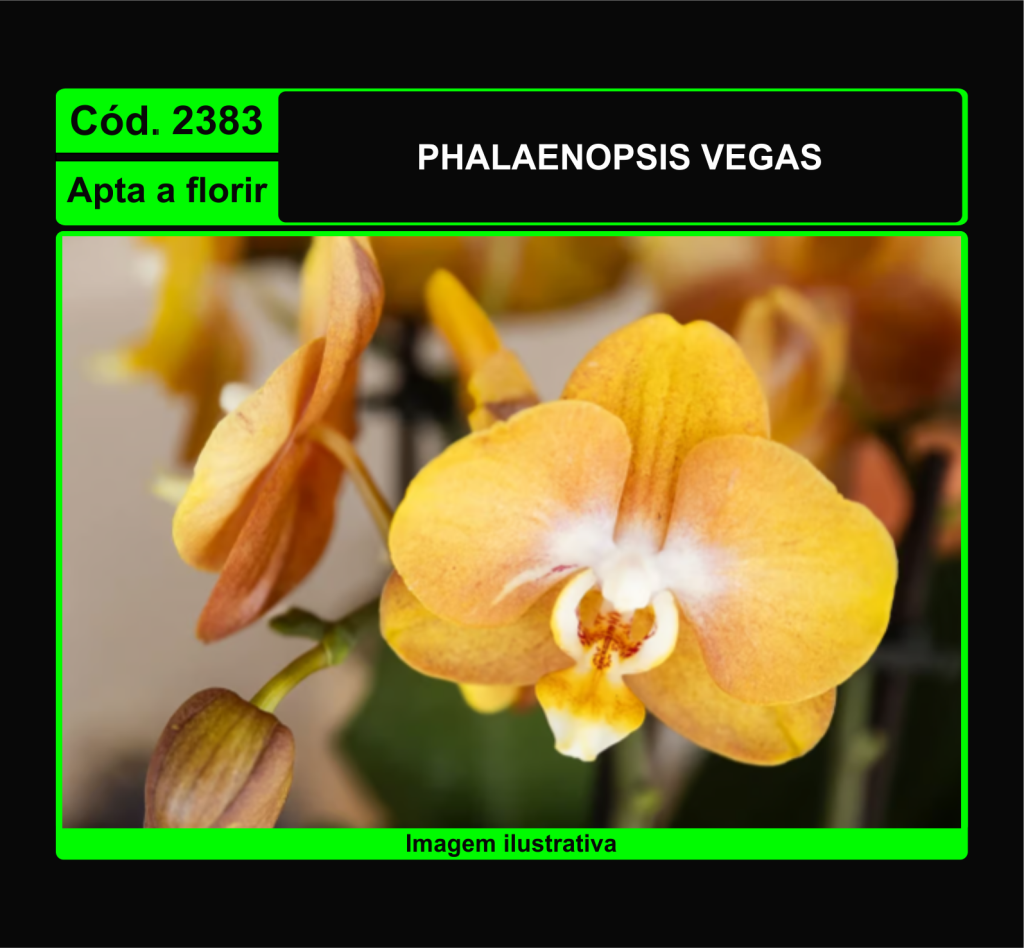 PHALAENOPSIS VEGAS 2383
