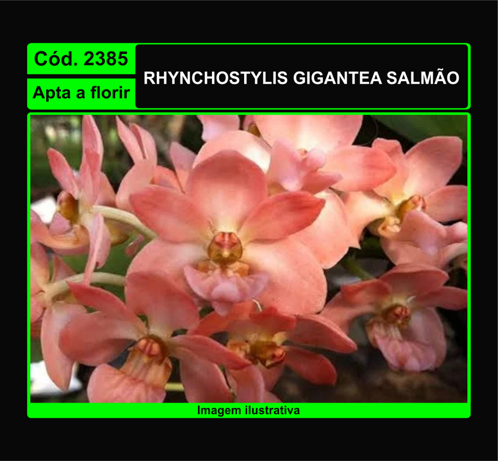 RHYNC GIGANTEA SALMAO 2385