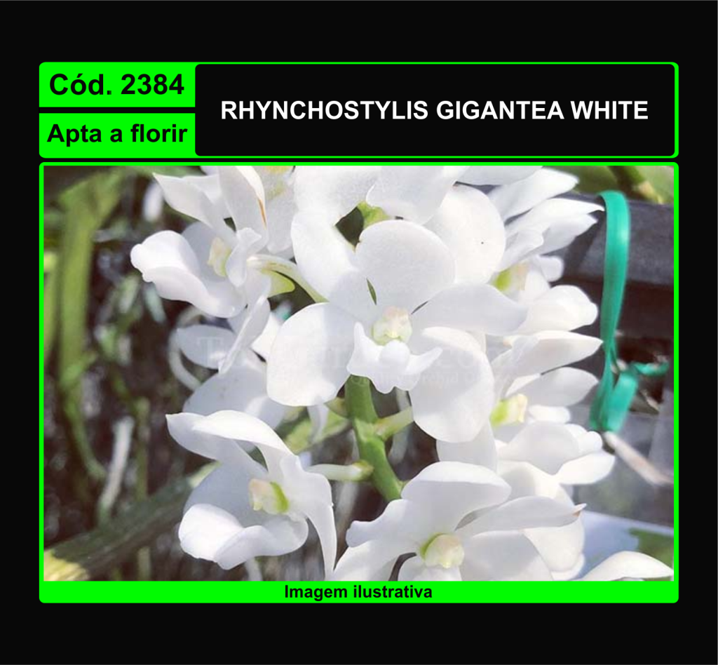 RHYNC GIGANTEA WHITE 2384