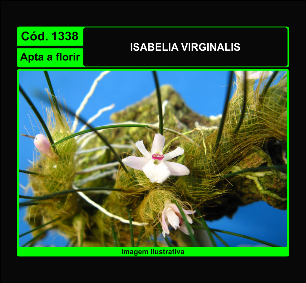 ISABELIA VIRGINALIS 1338