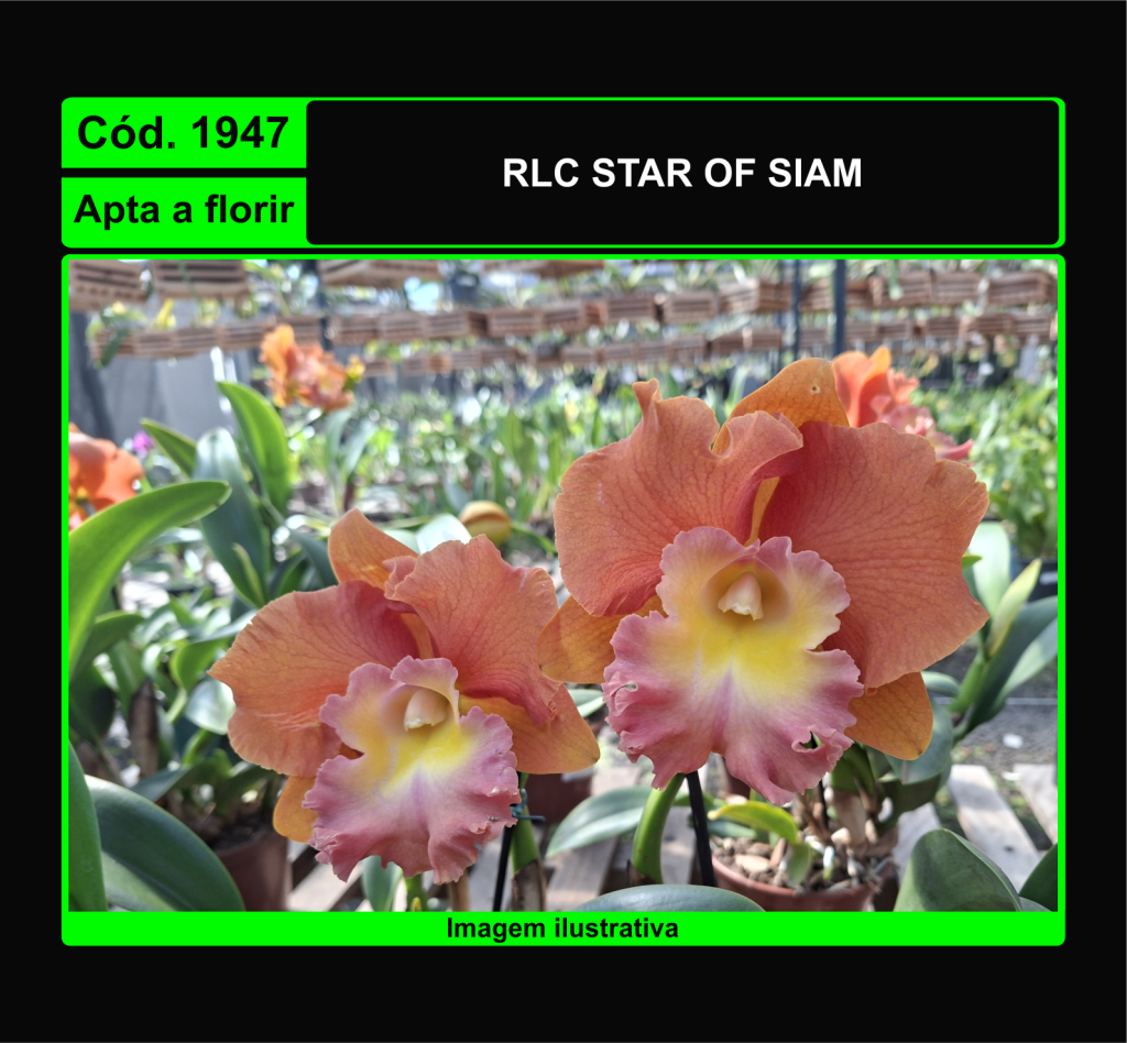 RLC STAR OF SIAM 1947