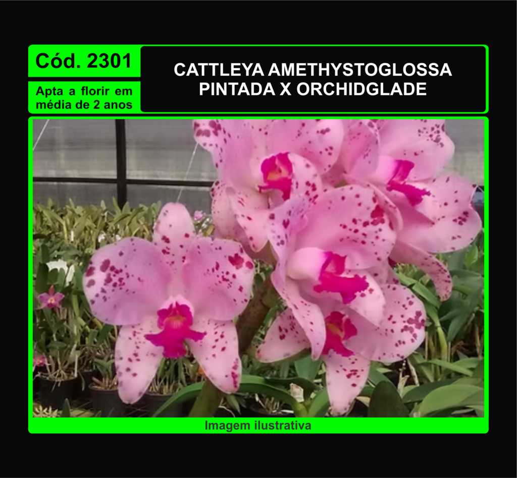 CATTLEYA AMETHYSTOGLOSSA PINTADA X ORCHIDGLADE MUDA 2301