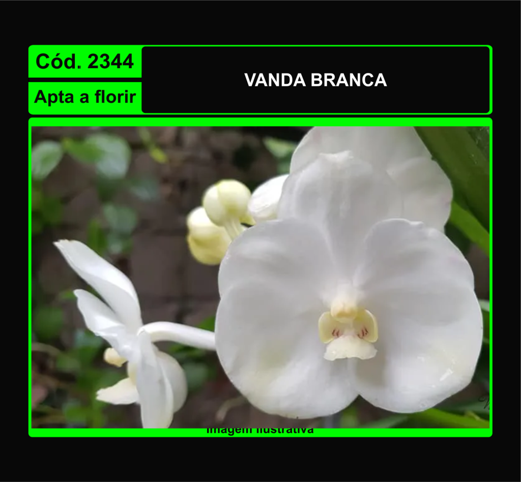  VANDA BRANCA 2344