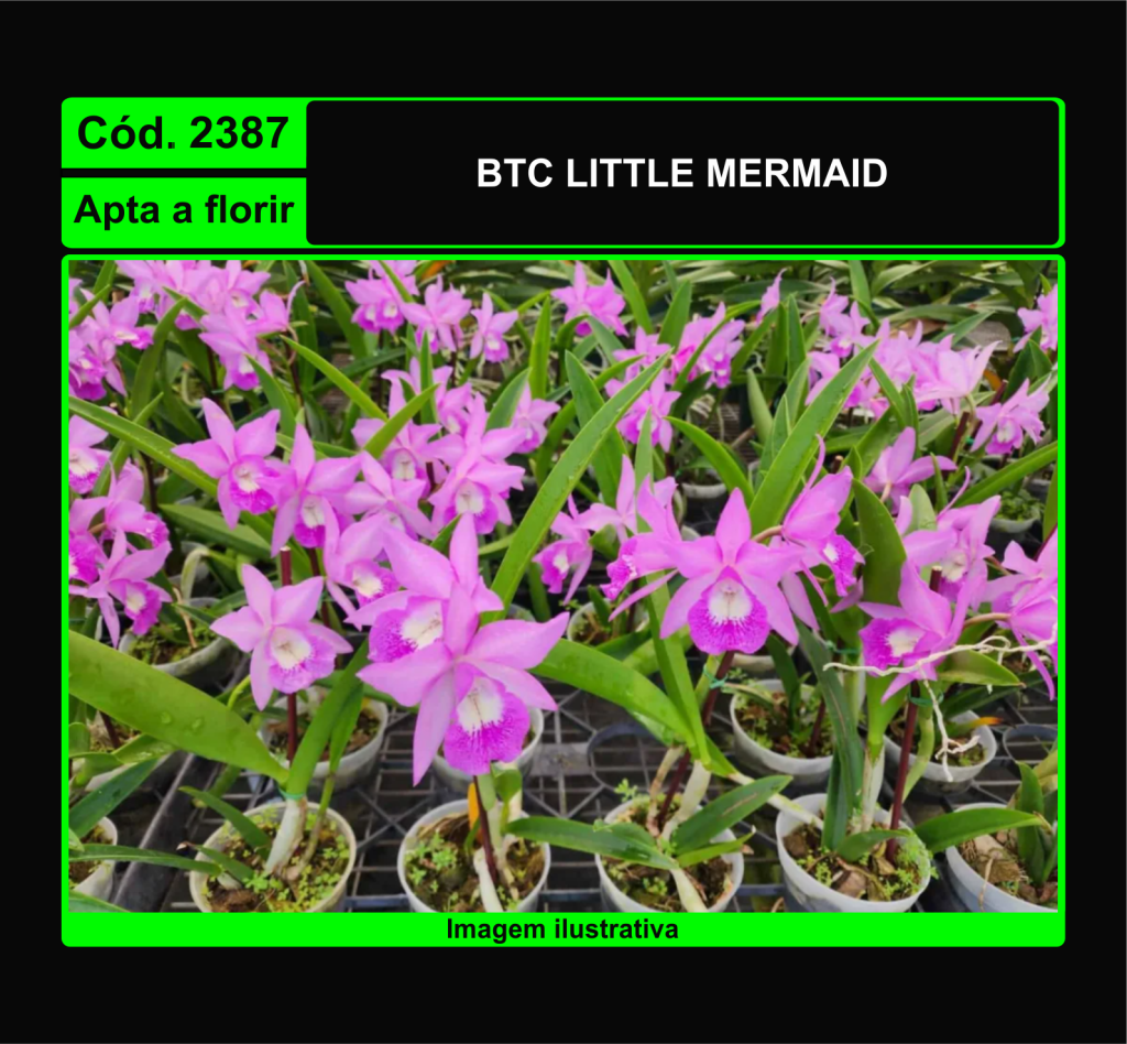 BTC LITTLE MERMAID 2387