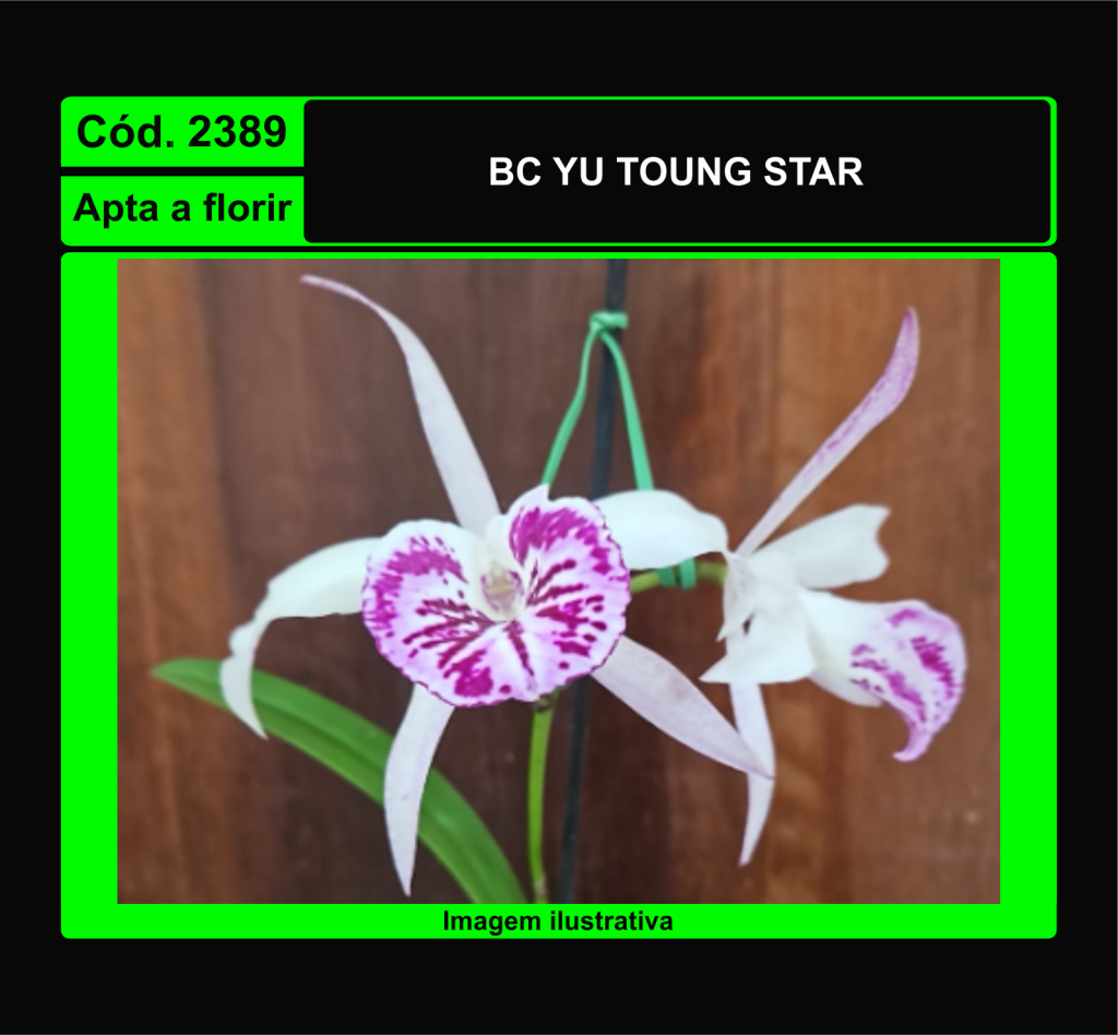 BC YU TOUNG STAR 2389