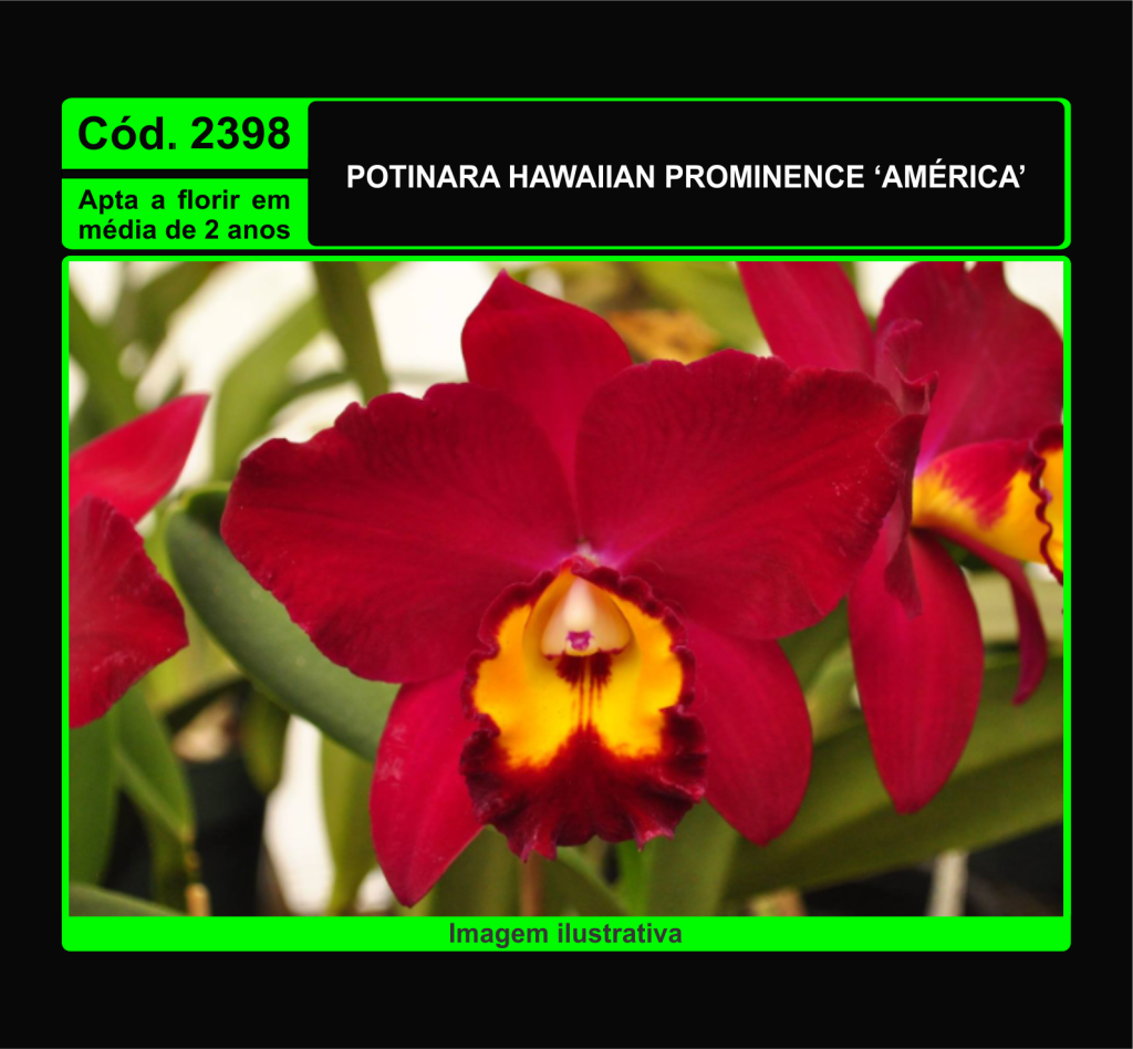 POTINARA HAWAIIAN PROMINENCE AMERICA 2398