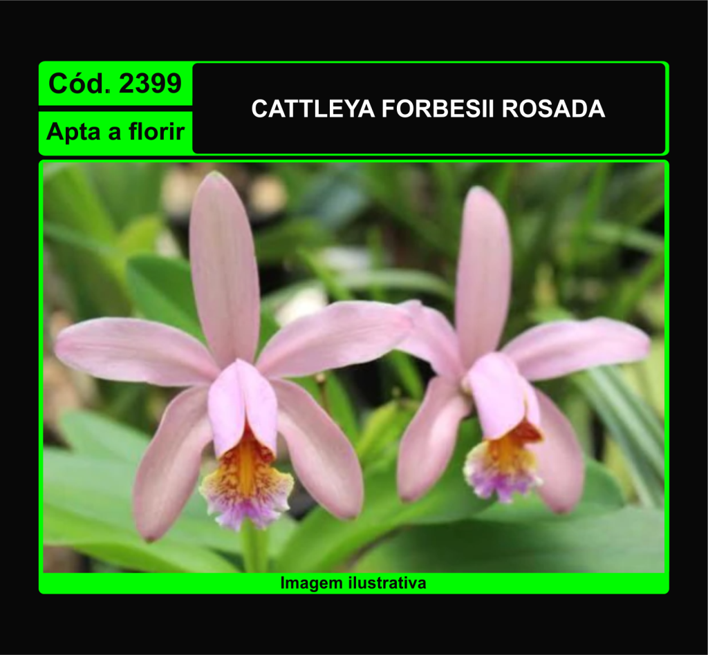 CATTLEYA FORBESII ROSA 2399