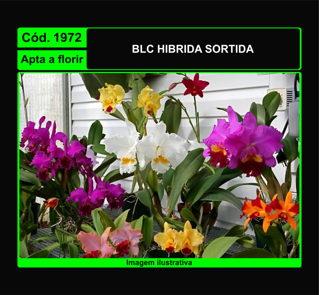  BLC HIBRIDA SORTIDA 1972
