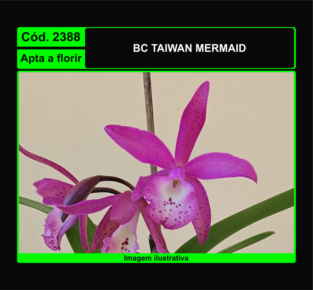  BC TAIWAN MERMAID 2388