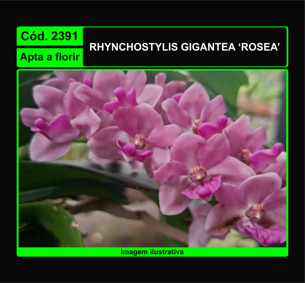 RHYNC GIGANTEA ROSEA 2391