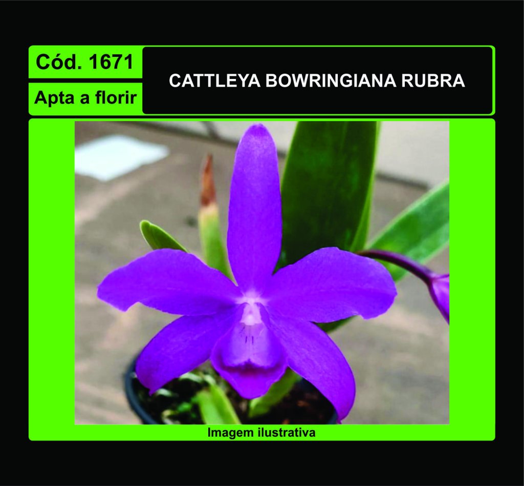 CATTLEYA BOWRINGIANA RUBRA PRÉ ADULTA 1671