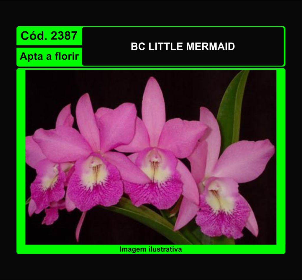 BTC LITTLE MERMAID 2387