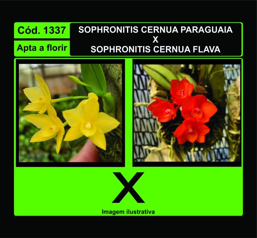 SOPH CERNUA PARAGUAIA X FLAVA 1337