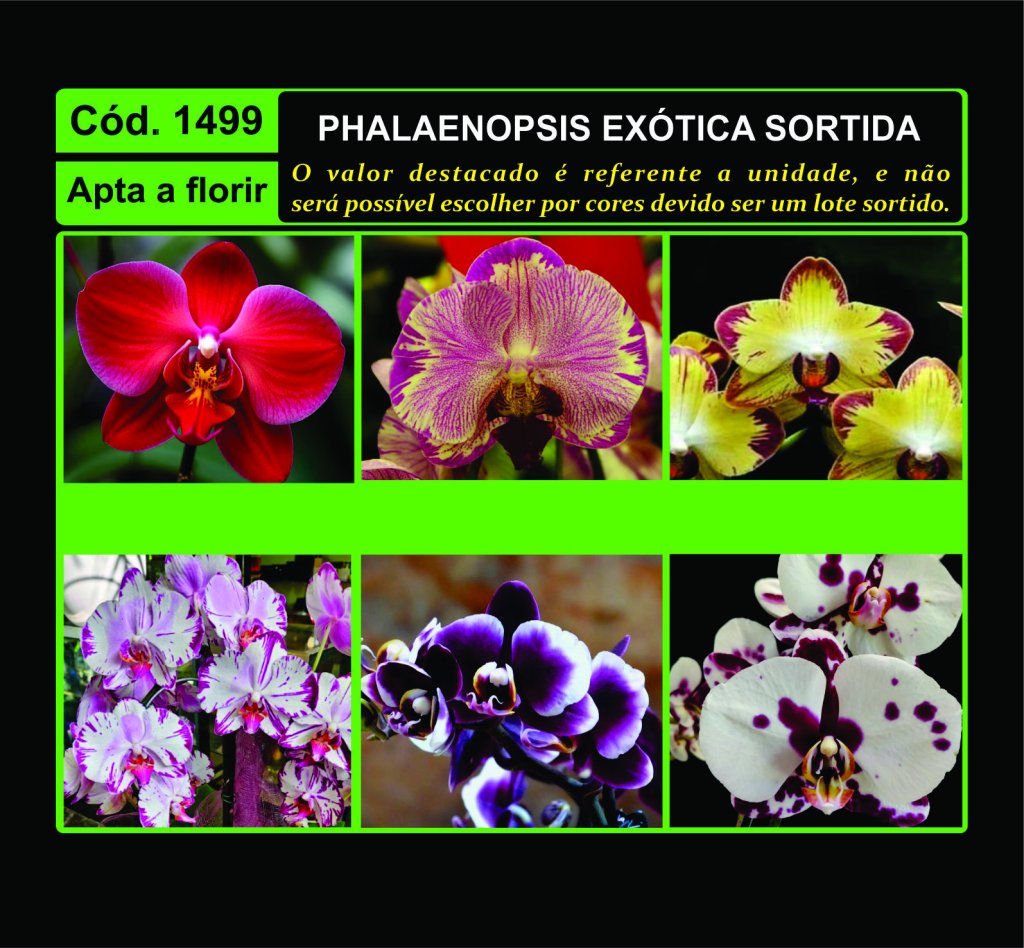 PHALAENOPSIS EXOTICA SORTIDA 1499