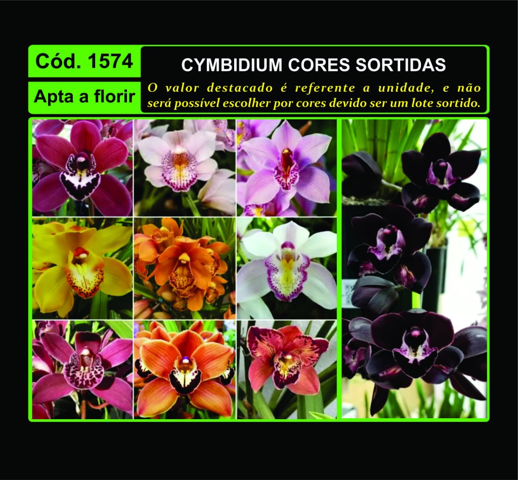 CYMBIDIUM CORES SORTIDAS 1574