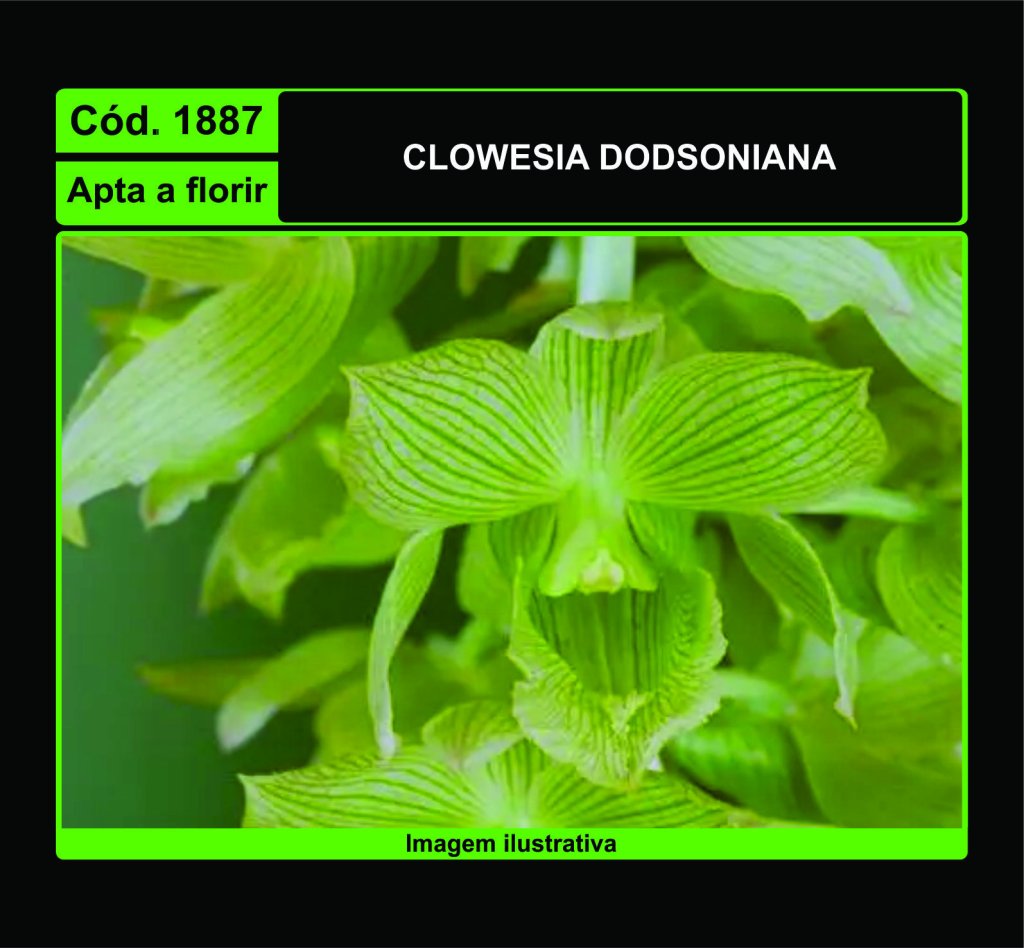 CLOWESIA DODSONIANA 1887
