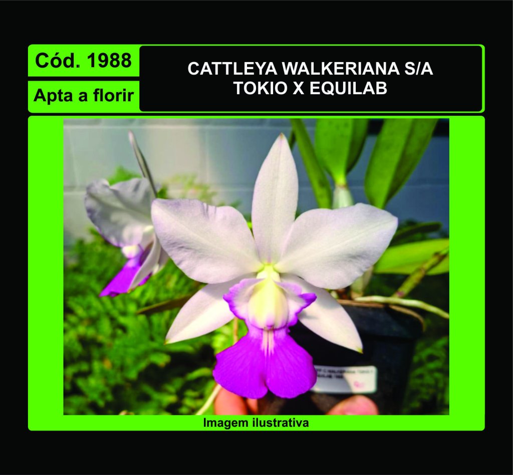 CATTLEYA WALKERIANA TOKIO X EQUILAB 1988