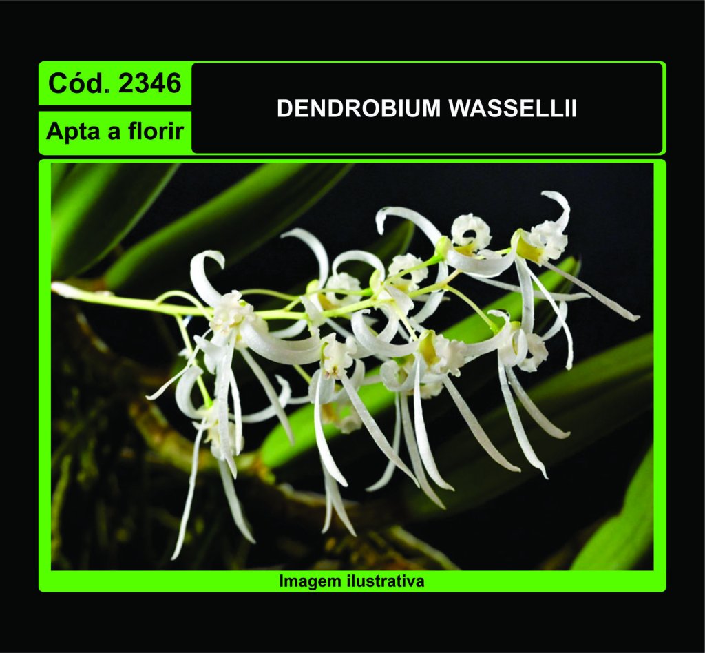 DENDROBIUM WASSELLII 2346
