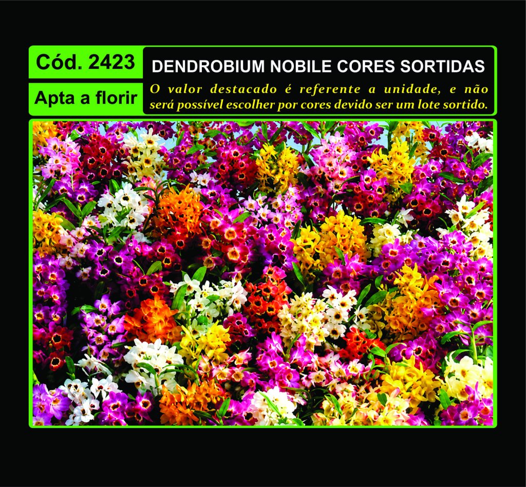 DEND NOBILE CORES SORTIDAS TC 2423