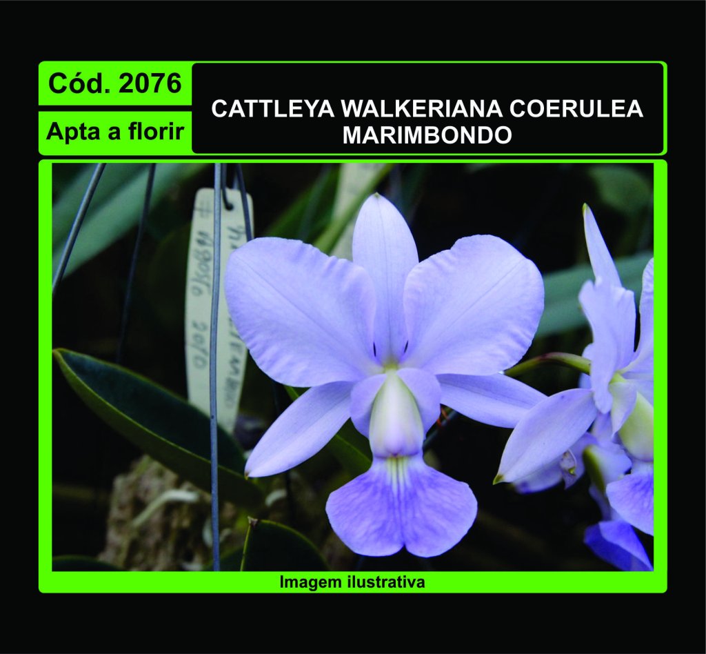 CATTLEYA WALKERIANA COERULEA MARIMBONDO 2076