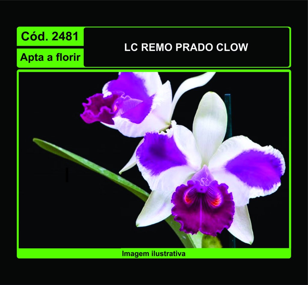 LC REMO PRADO CLOW 2481