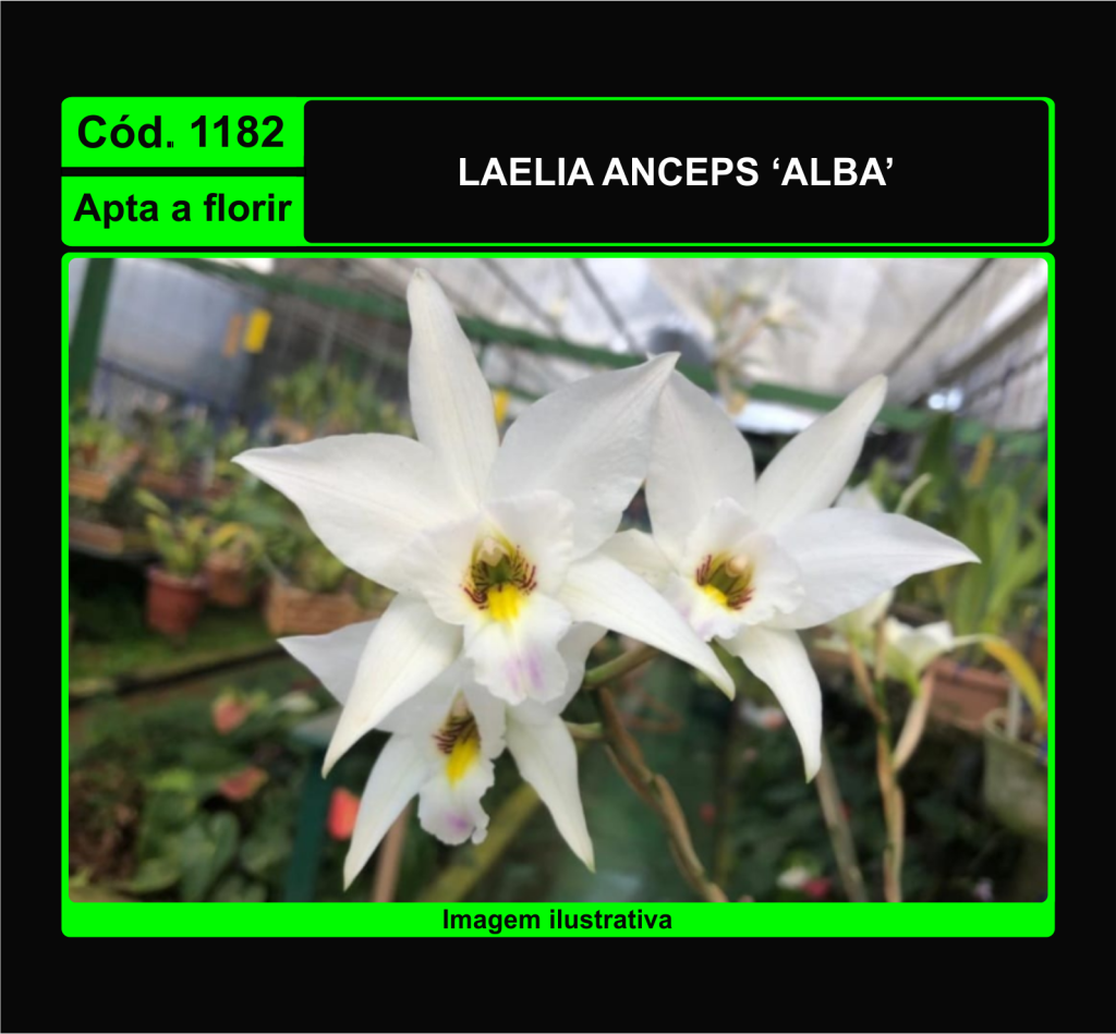 LAELIA ANCEPS ALBA 1182