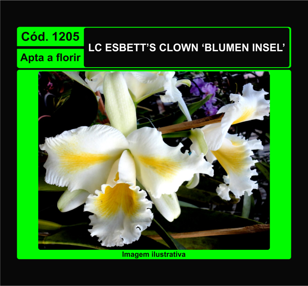 LC ESBETT S CLOWN BLUMEN INSEL 1205