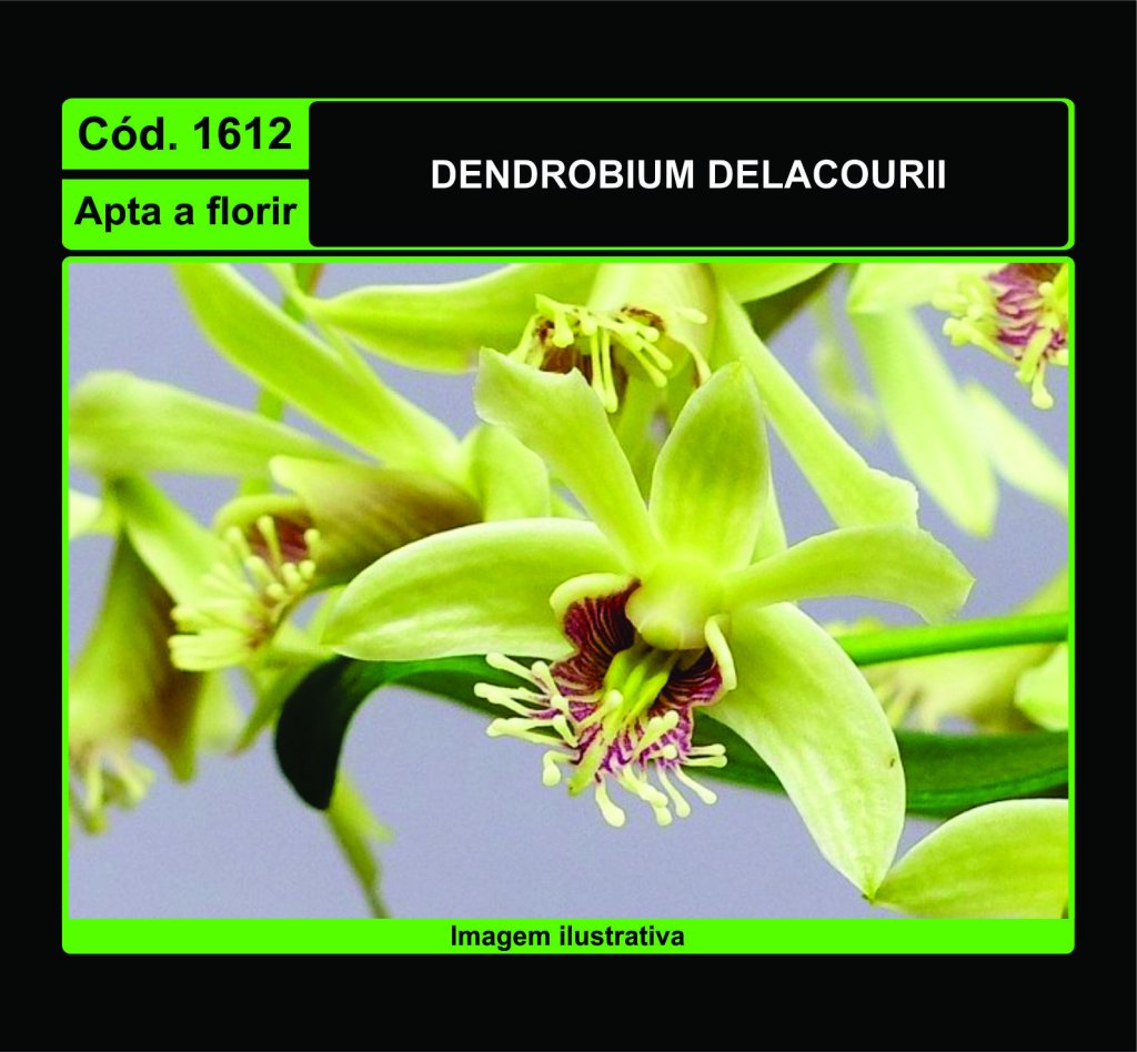 DENDROBIUM DELACOURII 1612