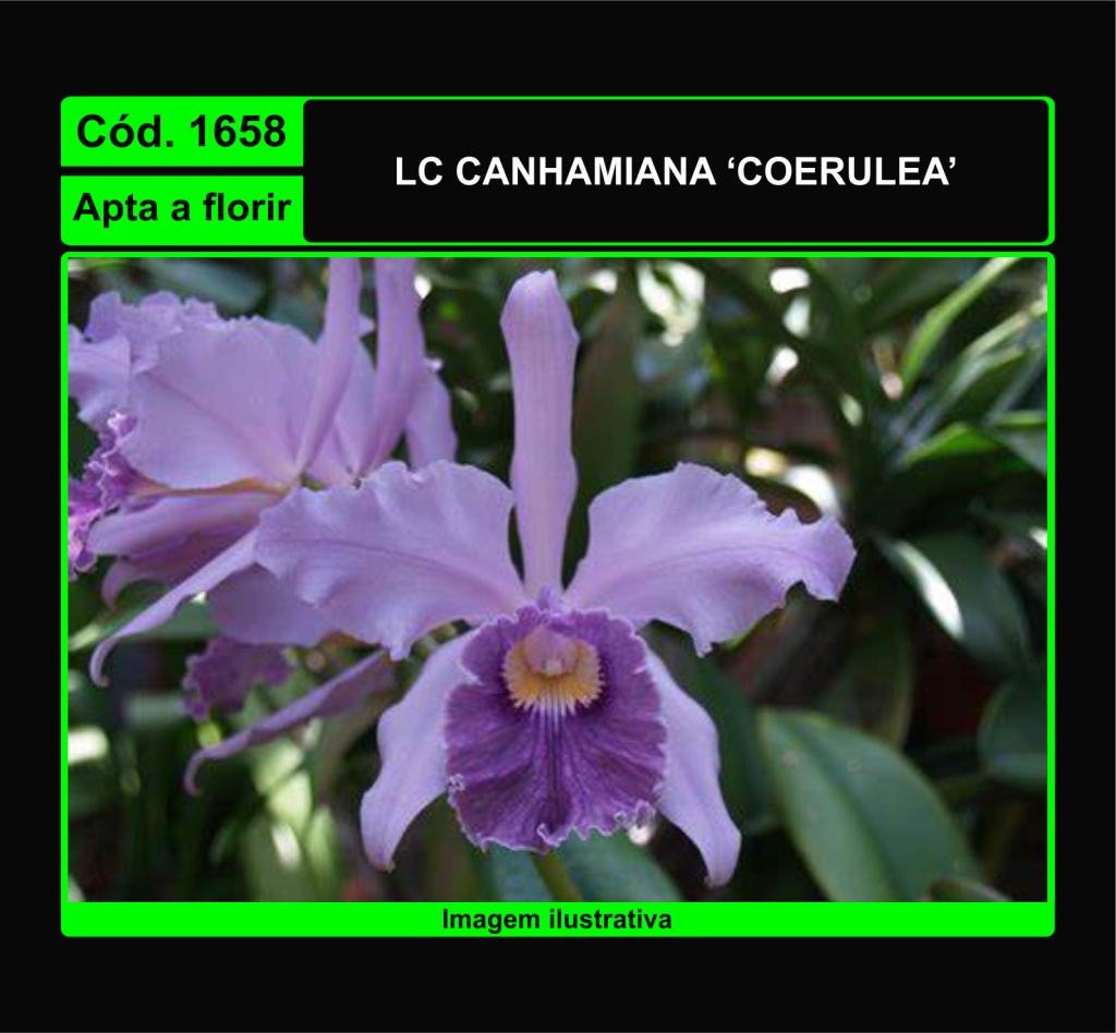 LC CANHAMIANA COERULEA 1658