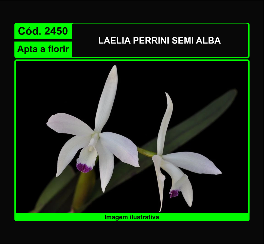 LAELIA PERRINI SEMI ALBA 2450