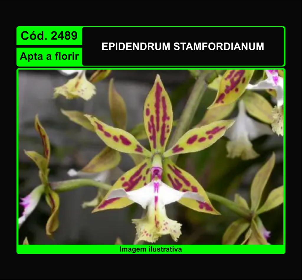 2489 EPIDENDRUM STAMFORDIANUM 2489
