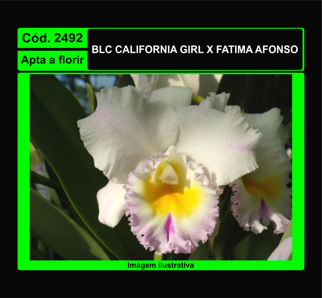 BLC CALIFORNIA GIRL X FATIMA AFONSO 2492